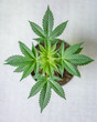 Potted Pot Plant cloned