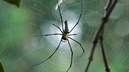 Big spider sitting on its net. Nephilidae is a spider family that lives in tropical and subtropical environments in the America, Africa, Asia, and Australia