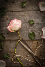 Faded Pink Rose On Dark Rustic  Background