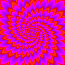 Scarlet Flower. Red Flower Blossom. Optical Expansion Illusion.