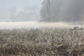 Three geese on the lake with magical light and fog at dawn