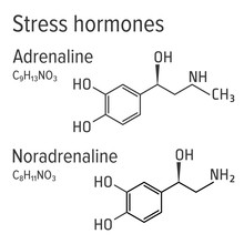 Adrenaline And Noradrenaline Vector Chemical Formulas. Stress Harmones. Chemical Molecular Model.