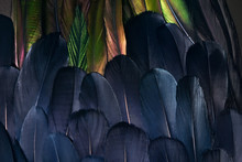 Close Up Photo Of Two Types Of Feathers. Bird Wings Plumage. Beautiful Composition For Background.