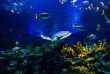Fototapeta  - Green sea turtle in deep blue seawater .Snorkeling with sea turtle. turtle with sunburst in background underwater.Closeup of green sea turtle on coral reef
