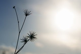 Fototapeta Dmuchawce - silhouette of plant seed against blue sky
