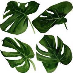  Watercolor tropical monstera leaf set