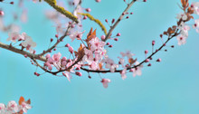 Beautiful Pink Flowers Flowering On A Branch Of A Tree On Blue Sky