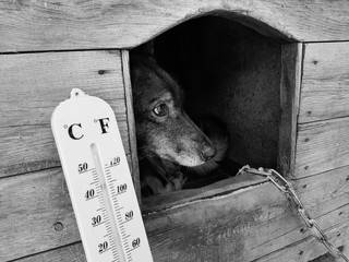 street thermometer with a temperature of Celsius and Fahrenheit and a dog breed Laika in a doghouse