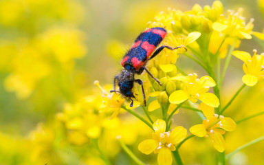 Fotomurales - Close-up of a red bug on the petals of yellow flowers.