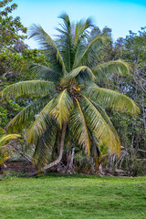 Coconut palm tree at a park in a tropical location. Vertical view