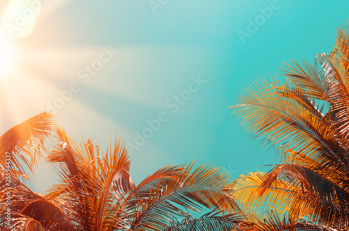 Tropical palm tree with colorful bokeh sun light on sunset sky cloud abstract...