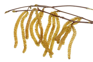 Wall Mural - march spring earrings with pollen of birch tree isolated macro