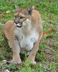 Wall Mural - cougar puma mountain lion