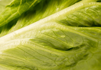 Close up of green crispy Lettuce, full frame