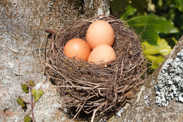 Nest with three hen eggs in a tree for Easter