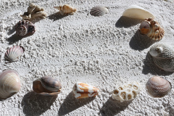 Wall Mural - Shells and Coral on White Sand Background Frame