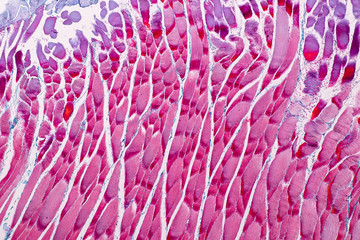 education anatomy and histological sample striated (skeletal) muscle of mammal tissue under the micr