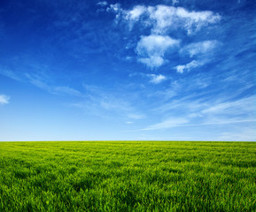 green field and blue sky