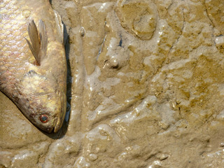 Poster - Dead fish on mud