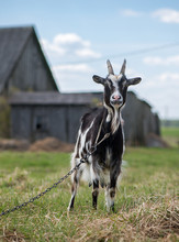 Cute White And Brown Goat Portrait On Pasture, Countryside Farming, Beautiful Hairy Farm Beast With Bell 