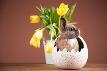 Easter Rabbit In A Shell Of Eggs. Yellow Tulips In A Blue Bucket. Easter Eggs.