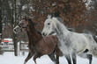 2 Arabian horses plays  in the snow in the paddock against a white fence and trees with yellow leaves. Senior gelding gray, young foal (1 year old) will be gray. Gelding bites foal (dominates)