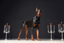 A Beautiful Young Doberman Stands Against A Black Wall And Candlesticks With Burning Candles. Proud Doberman