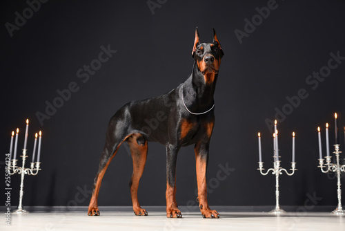 A beautiful young Doberman stands against a black wall and candlesticks with burning candles Tableau sur Toile