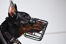 Young Doberman In A Muzzle, Head Close Up Against A White Wall, Studio Photography