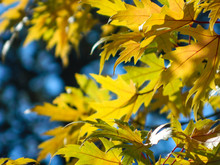 Autumn, Tree, Leaf, Nature, Leaves, Yellow, Fall, Maple, Branch, Sky, Season, Foliage, Forest, Green, Plant, Color, Spring, Bright, Blue, Park, Red, Orange, Flora, Flower, Seasonal