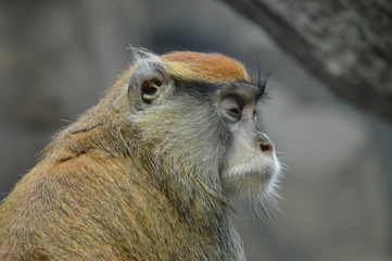 Poster - A Patas Monkey