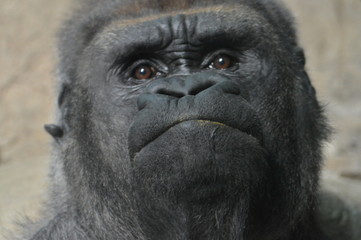 Canvas Print - Western Lowland Gorilla