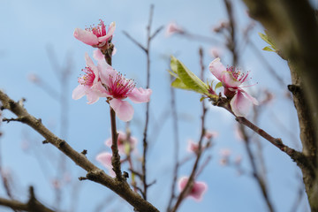 fiori di primavera 2