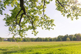 Fototapeta Krajobraz - tree in field
