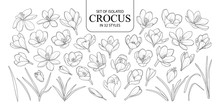 Set Of Isolated Crocus In 32 Styles.