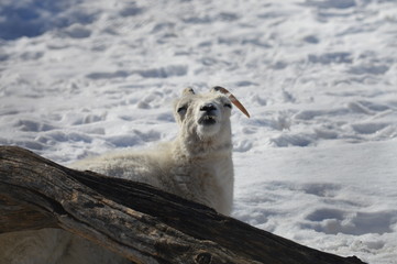 Canvas Print - Dall sheep in the snow