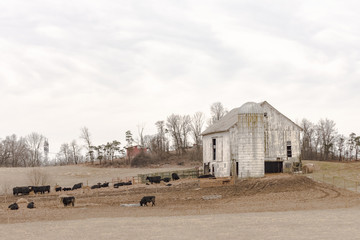 Wall Mural - White barn Angus farm