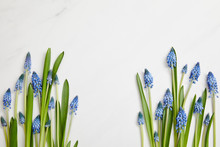 Top View Of Beautiful Blue Hyacinths Arranged On White Background With Copy Space