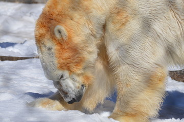 Wall Mural - Polar bear in the snow