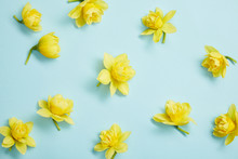Top View Of Yellow Narcissus Flowers On Blue Background