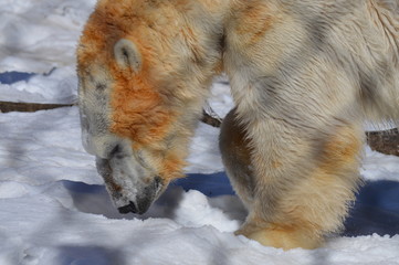 Wall Mural - Polar bear in the snow