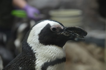 Poster - Close up of penguins