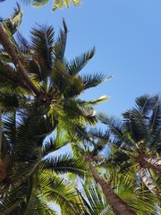 palm tree in front of blue sky