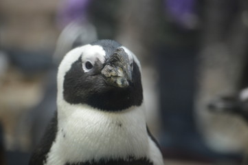 Poster - Close up of penguins