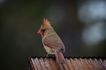 Wall Mural - female cardinal sitting on copper roof. Isolated brown bird with orange beak soft defocused background