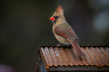 female cardinal sitting on copper roof. Isolated brown bird with orange beak soft defocused background