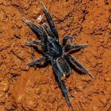 Black Spider On Brown Surface