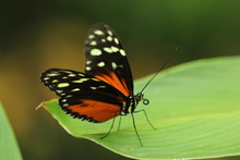 Orange And Black Butterfly On Green-leafed Plant