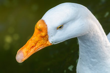 Closeup Photo Of White Duck