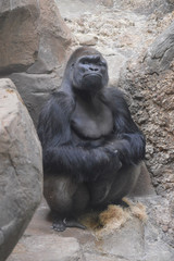 Sticker - Western Lowland Gorilla